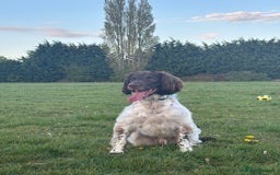 English Springer Spaniel dogs for sale: hi my name is bailey  - Image 4