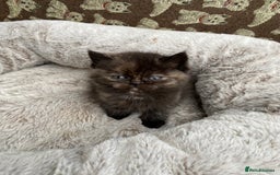British Shorthair cats for sale: British Shorthair x Ragdoll kittens  - Image 3