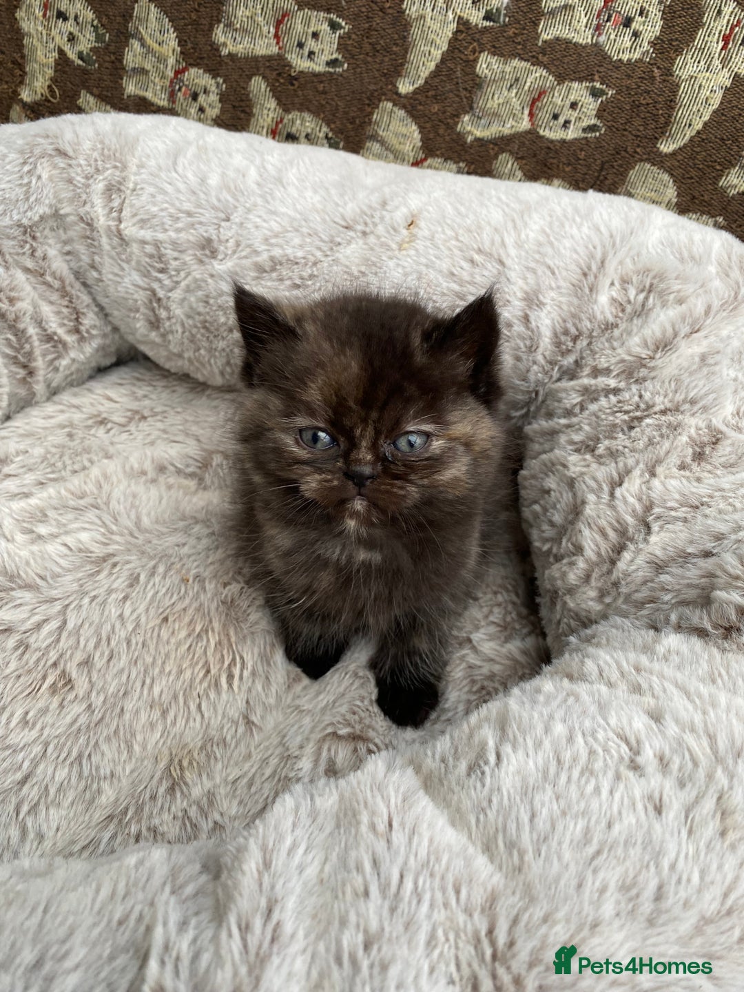 British Shorthair cats for sale: British Shorthair x Ragdoll kittens  - Image 3