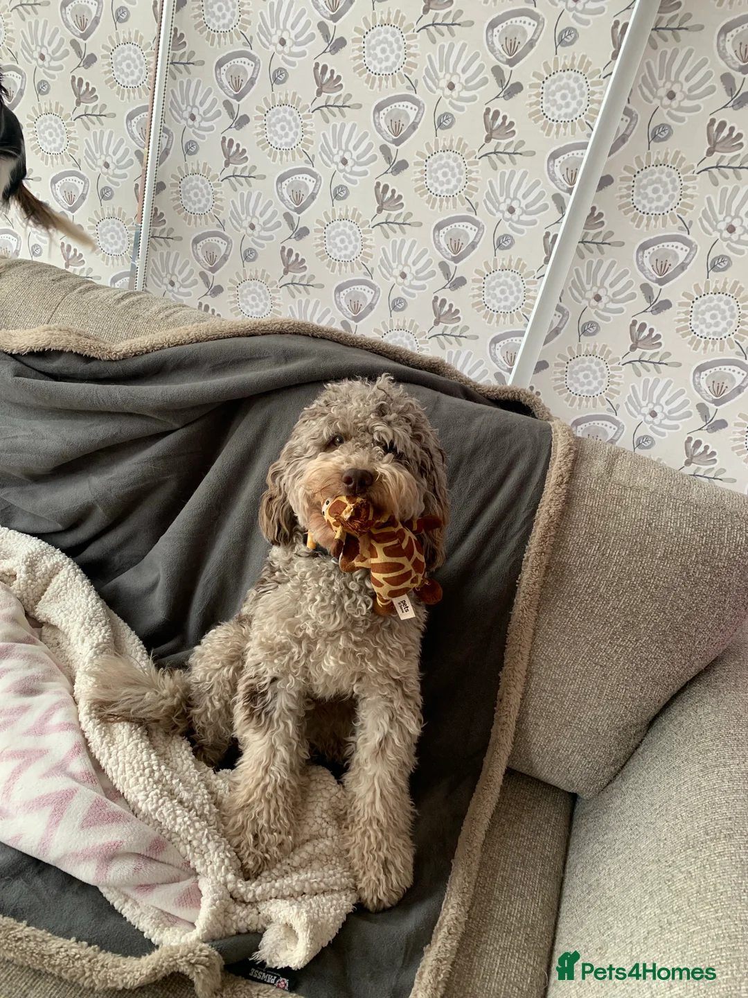 Cockapoo dogs for stud: PROVEN DNA tested Cockapoo Stud-Chocolate Merle in Stafford - Advert 23