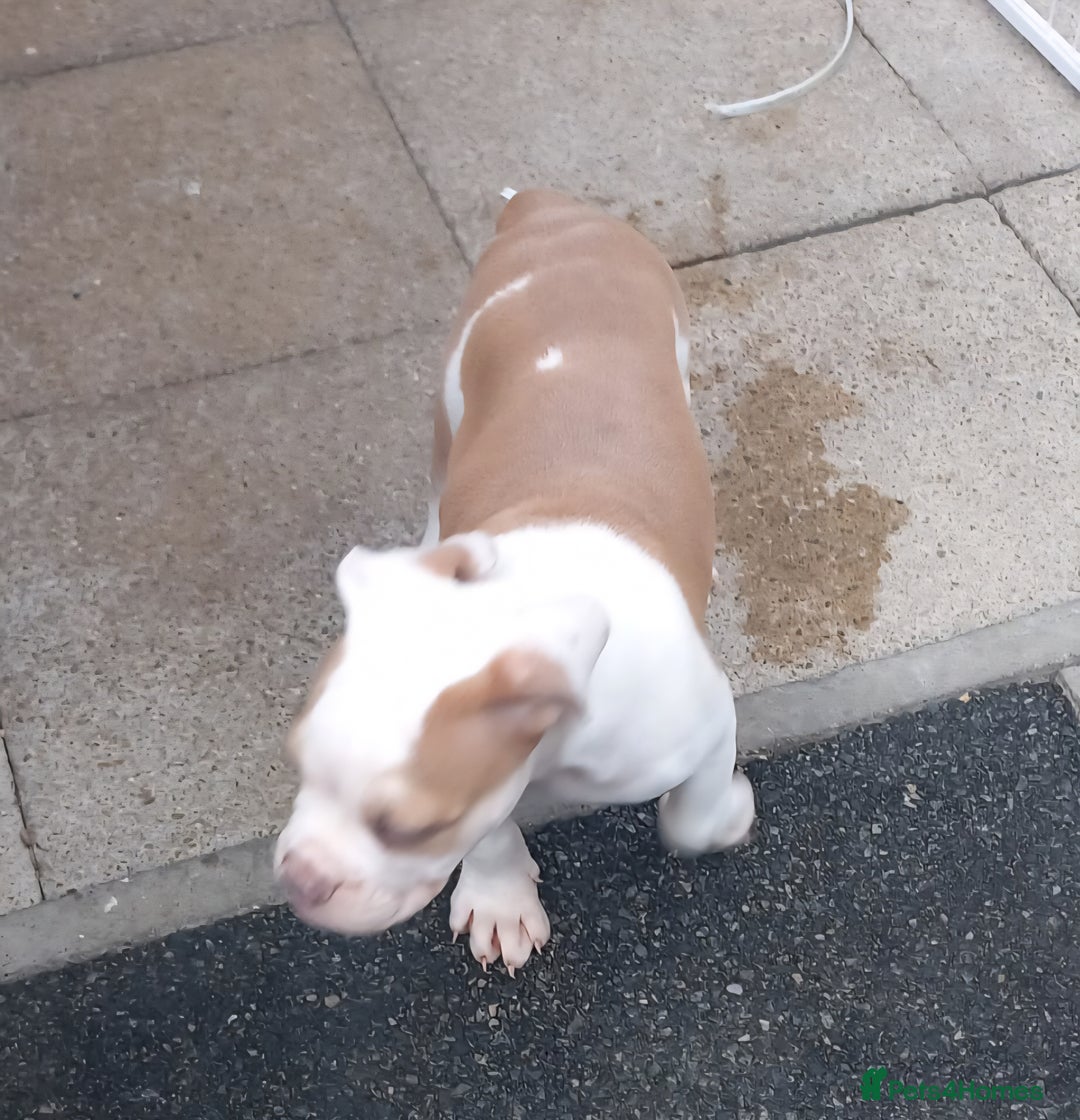Olde English Bulldogge dogs for sale: 8 OLDE ENGLISH BULLDOG PUPS FOR SALE - Image 9