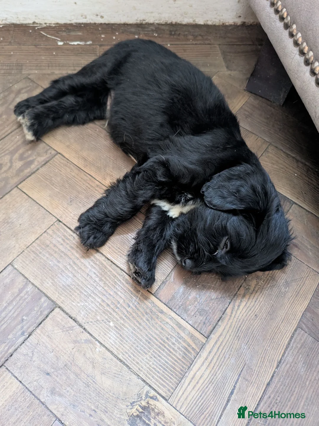Mixed Breed dogs for sale: Cockapoo x labradoodle puppies  - Advert 5