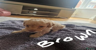 Cavapoo dogs - Advert 16