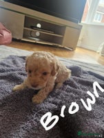 Cavapoo dogs - Advert 4