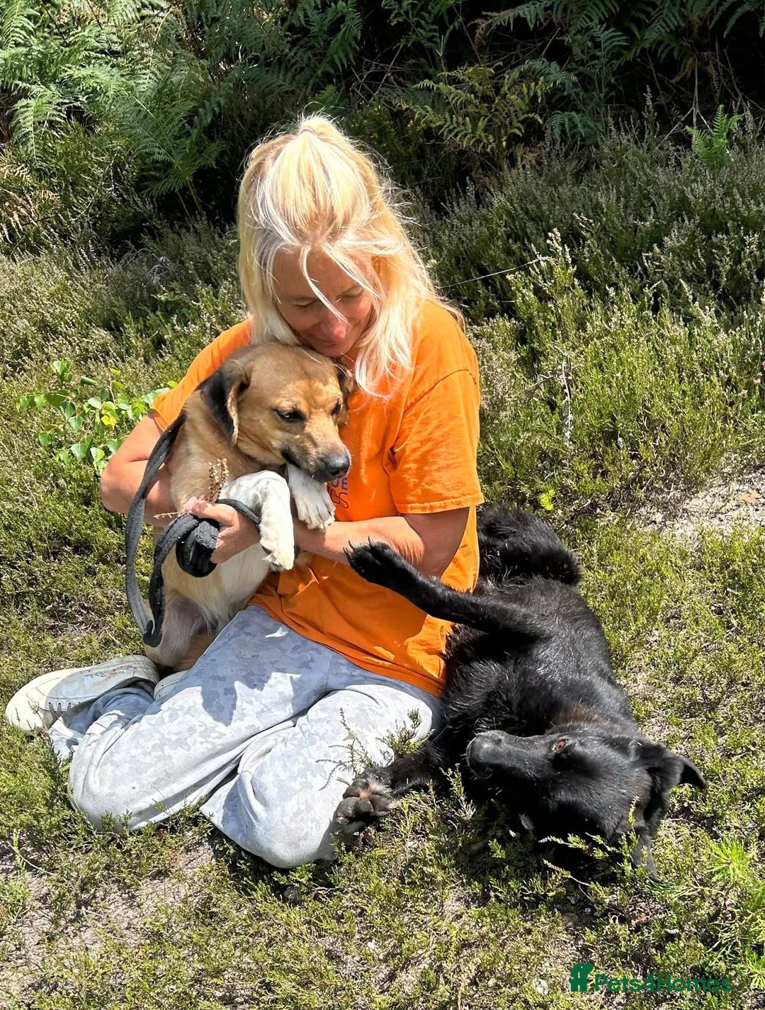 Mixed Breed dogs for adoption: Pony - Norwich Norfolk  - Image 12