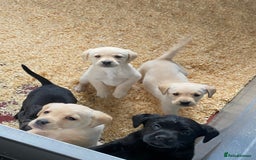 Labrador Retriever dogs for sale: Yellow and Black Labrador puppies  - Image 4