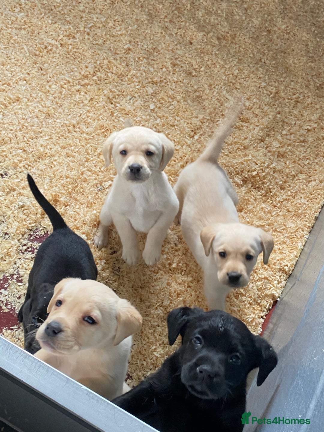 Labrador Retriever dogs for sale: Yellow and Black Labrador puppies  - Image 4