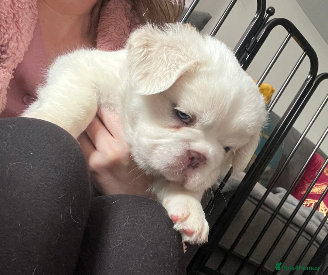 French Bulldog dogs for sale: Fluffy French Bulldogs  - Image 33