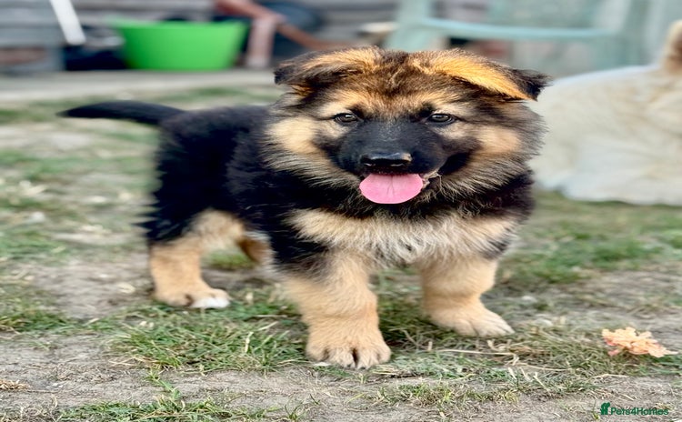 German Shepherd dogs - Advert 1