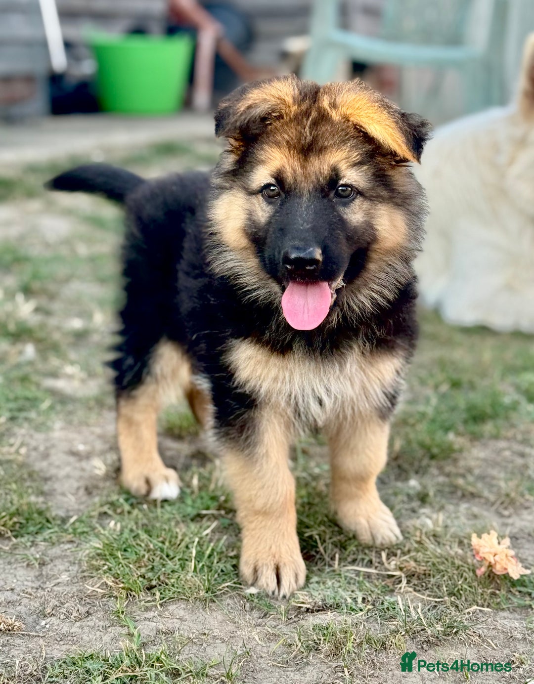 Cape Town German Shepherd Dogs For Sale Near Me Cape Town Show Me