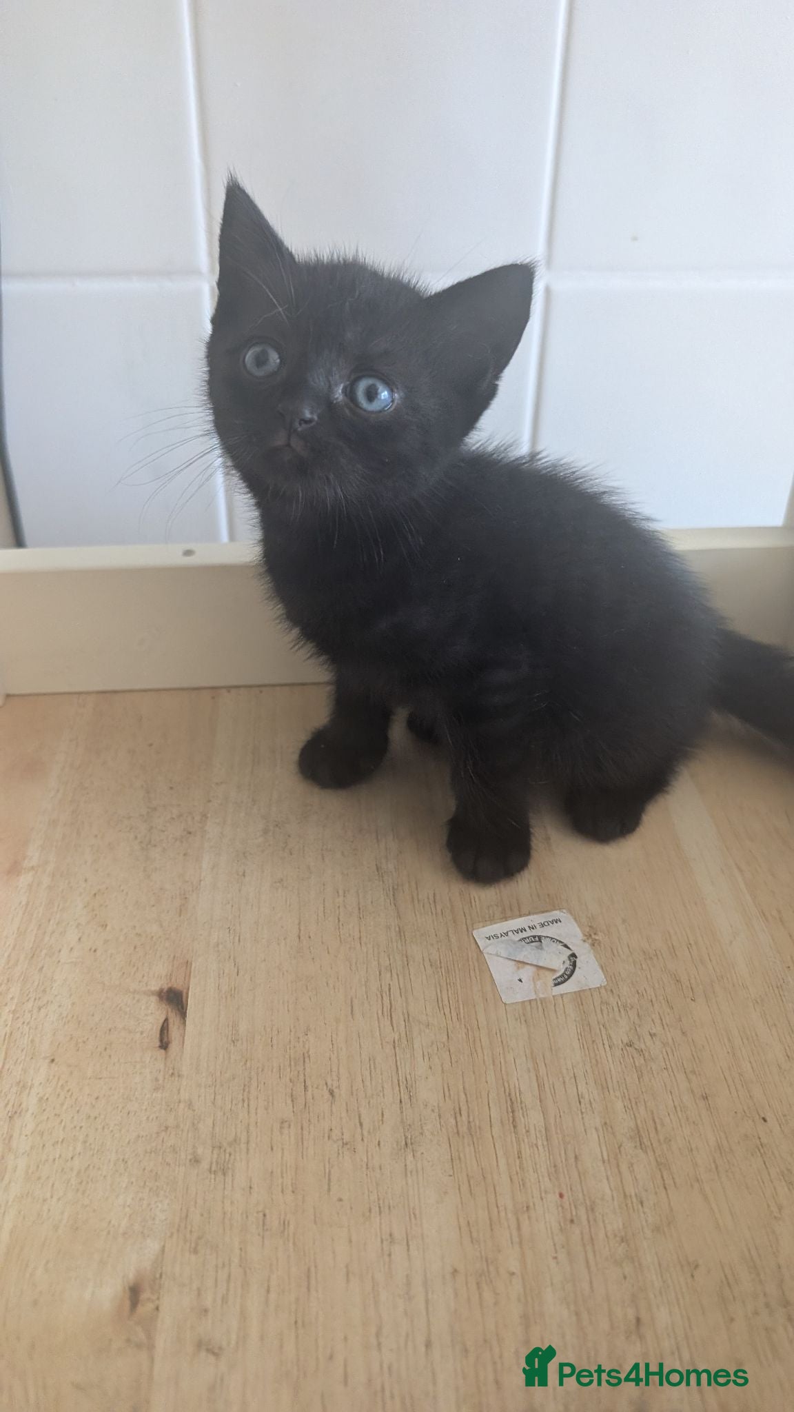 Mixed Breed cats Ready now one left British shorthair X - Advert 1