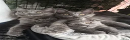 Maine Coon cats for sale: 🔥*💙*STUNNING SOLID BLUE MAINE COON KITTENS*💙*🔥 - Advert 11