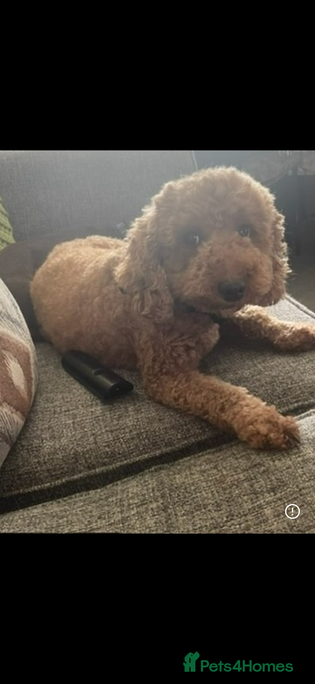 Miniature Poodle dogs for sale: Miniature poodle  - Advert 3