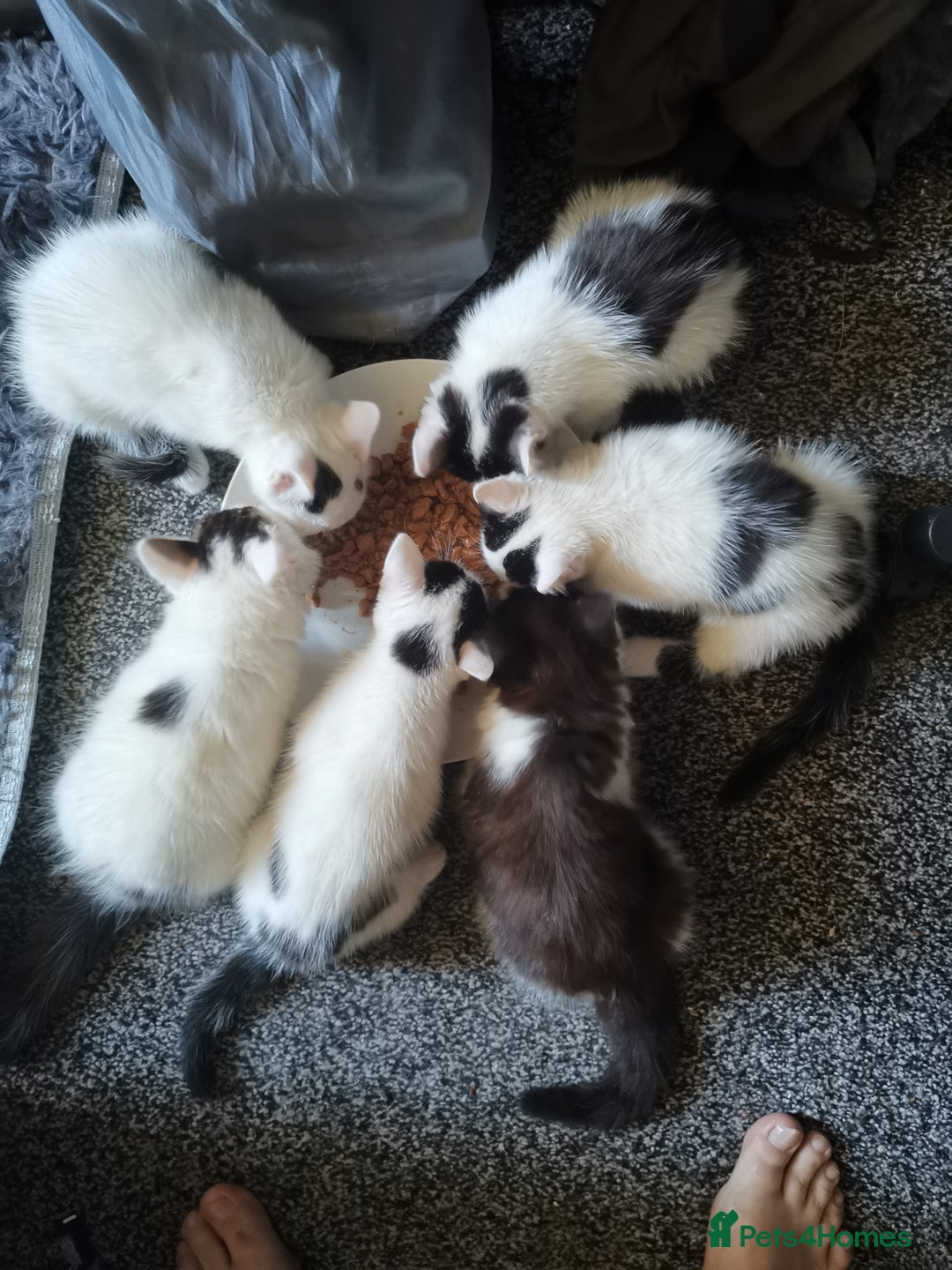 Mixed Breed cats for sale: 8 week old kittens for sale  - Image 8