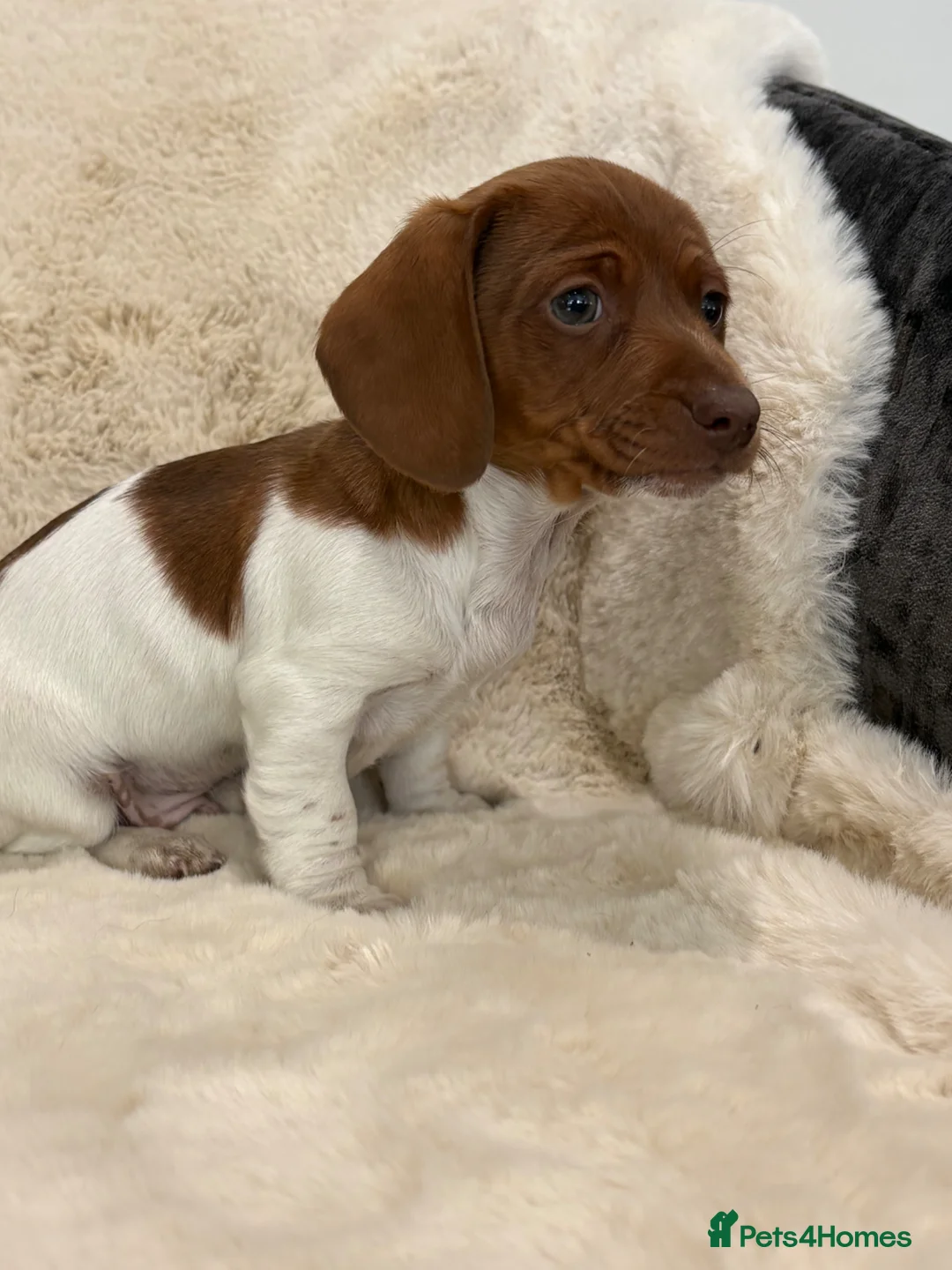Miniature Dachshund dogs for sale: Mini smooth dachshund puppies  - Advert 1
