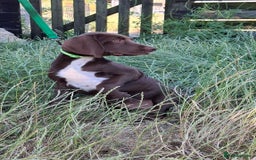 Mixed Breed dogs for sale: Weimaraner/Springer Spaniel boys for sale - Image 2
