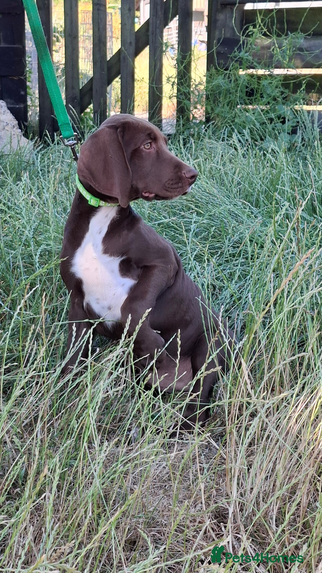 Mixed Breed dogs for sale: Weimaraner/Springer Spaniel boys for sale - Image 2