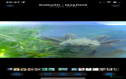 Other/Mixed Breed fish for sale: 3 x male Axolotl available. Wild / Dalmatian  - Image 6