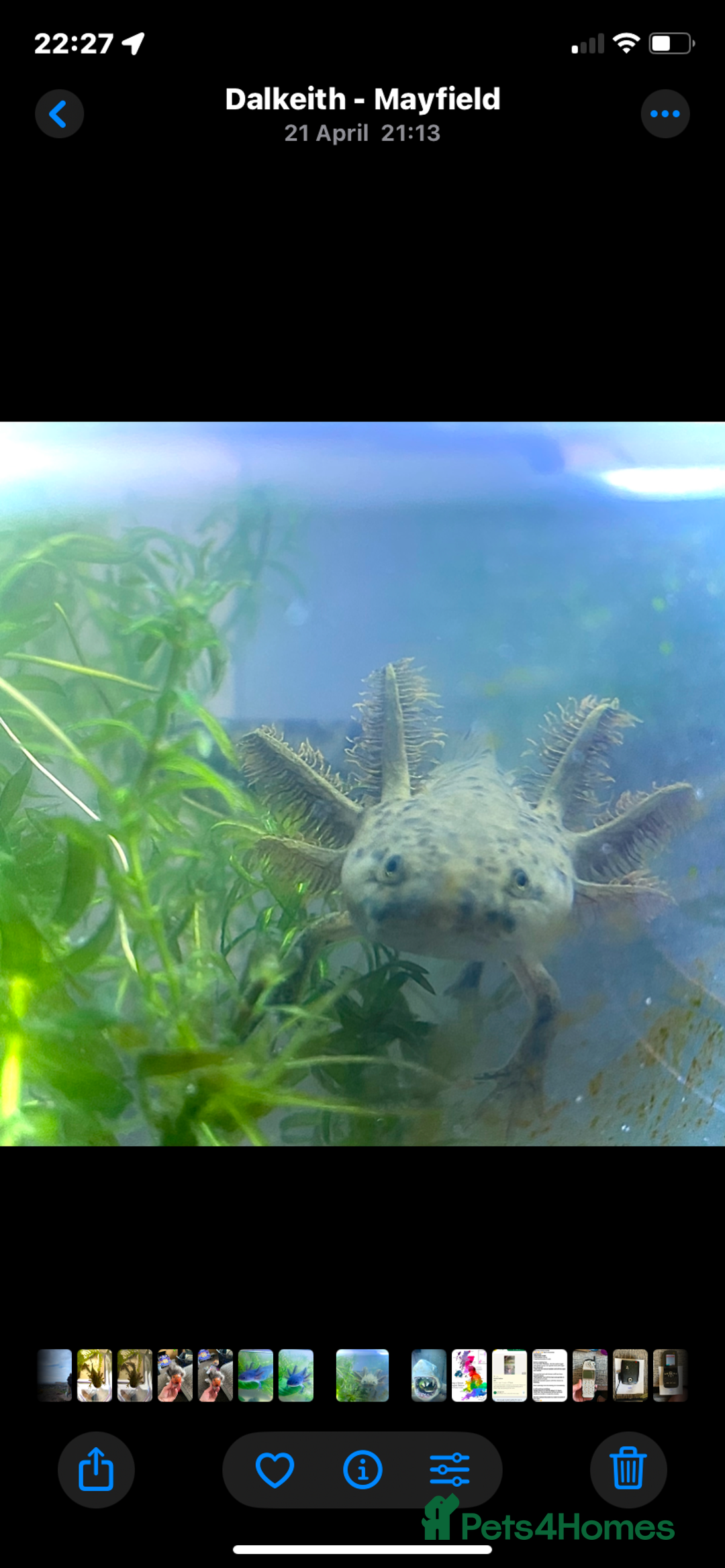 Other/Mixed Breed fish for sale: 3 x male Axolotl available. Wild / Dalmatian  - Image 6