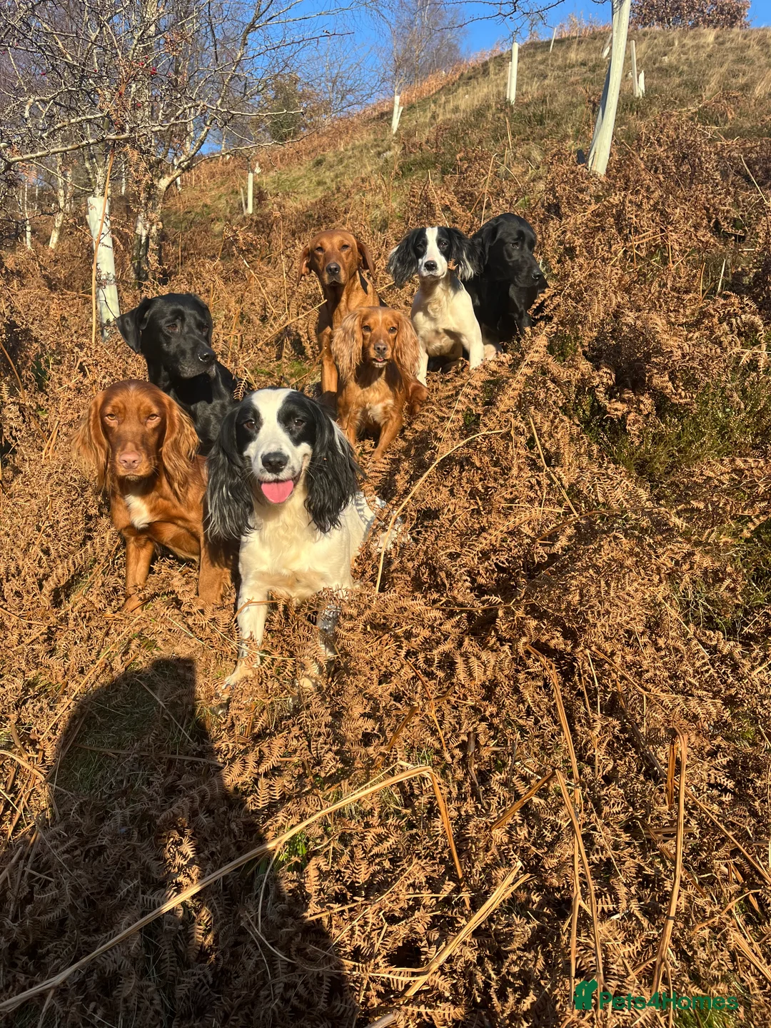 Cocker Spaniel dogs for stud: KC Fully Health Tested Red Working Cocker Spaniel  in Spennymoor - Advert 6