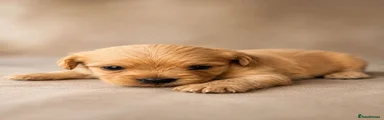 Cavachon 5