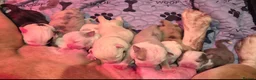 Olde English Bulldogge dogs for sale: Old English Bulldog Pups  - Advert 11