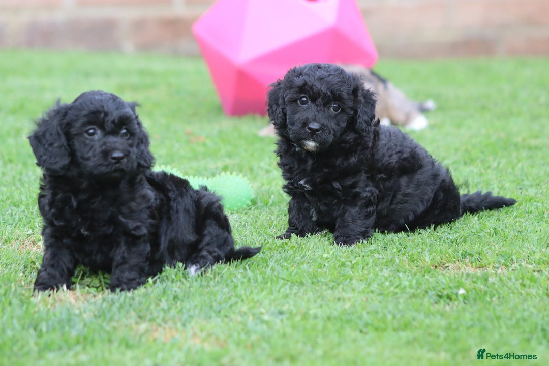 Cavapoochon dogs for sale: Beautiful Cavapoochon puppies for sale - Image 27