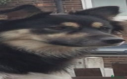 Mixed Breed dogs for sale: Fluffy boy  - Image 2