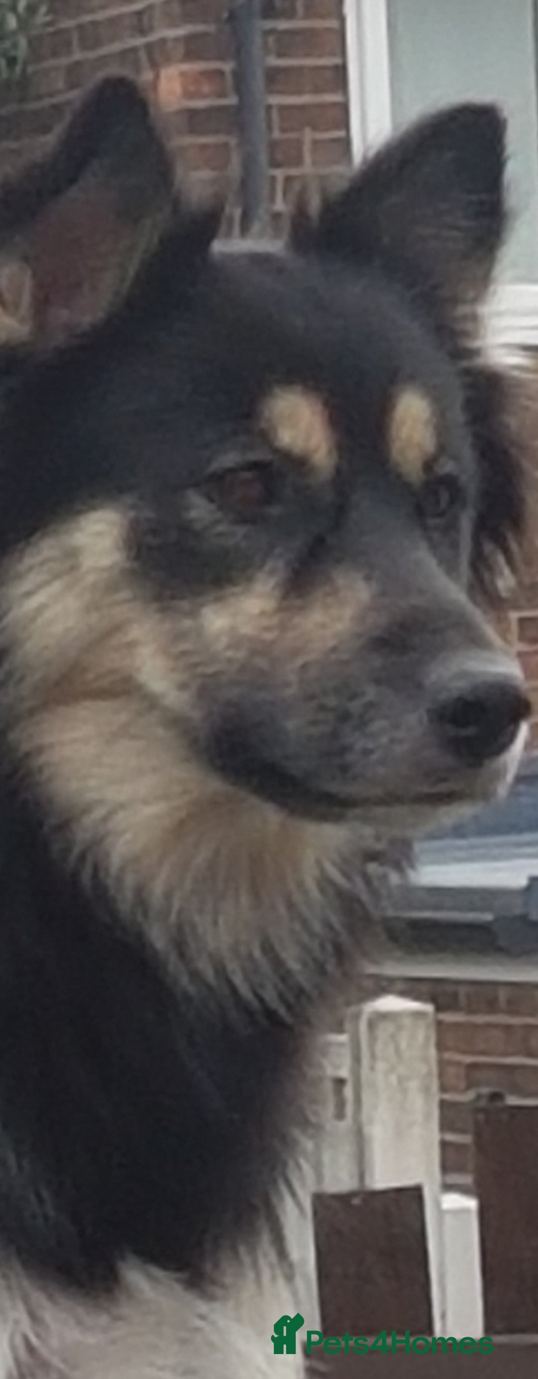 Mixed Breed dogs for sale: Fluffy boy  - Image 2