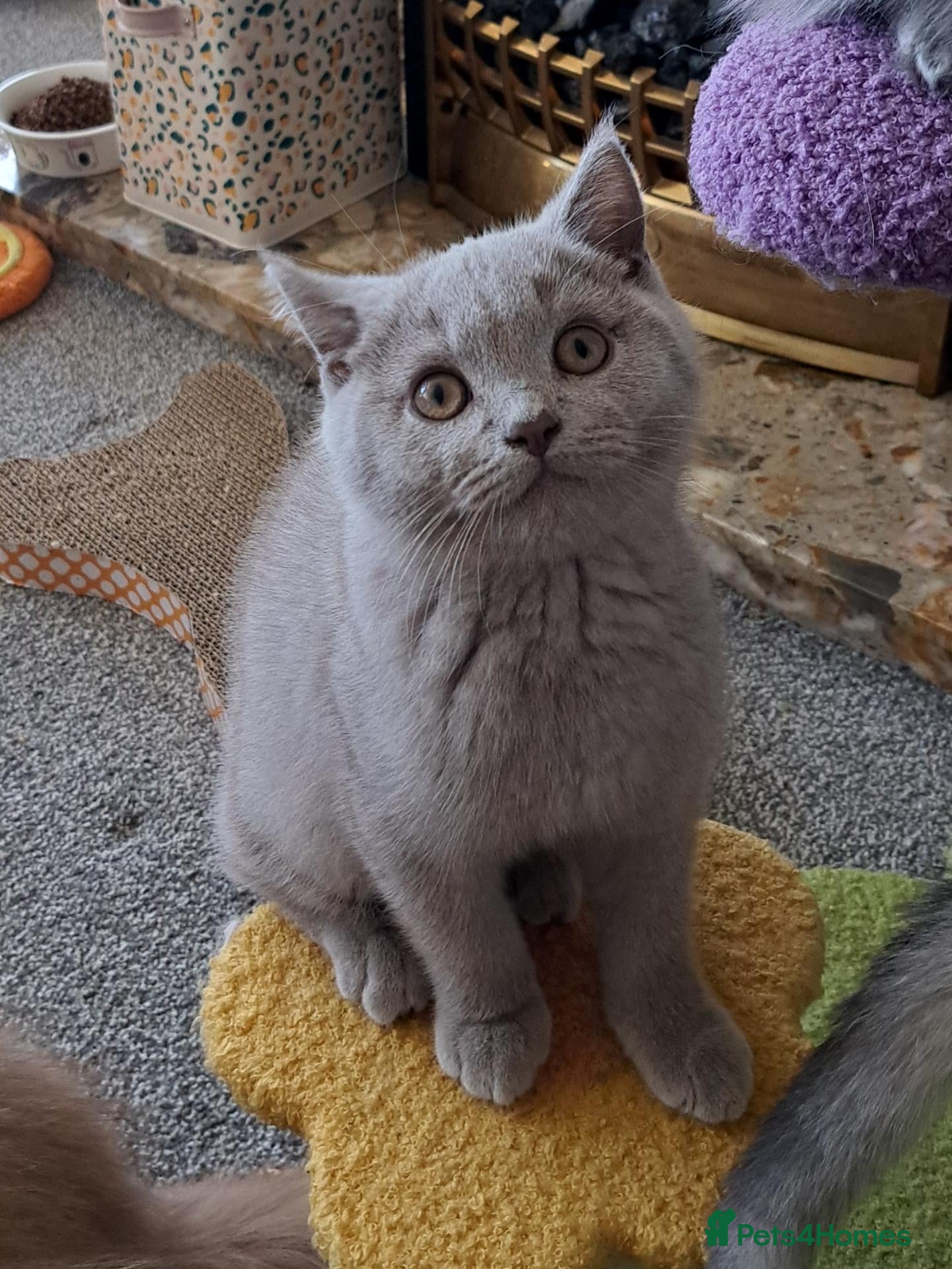 British Shorthair cats Sale. Gorgeous purebreed BSH kittens - Advert 1