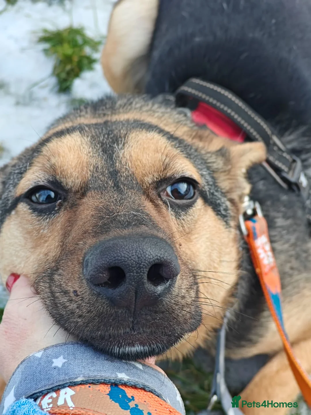 Mixed Breed dogs for adoption: URGENT FOSTER PLEA-💙 Mozart, 1 yo, lower-medium - Advert 19