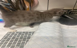 Domestic Shorthair cats for sale: Beautiful grey kittens - Image 9