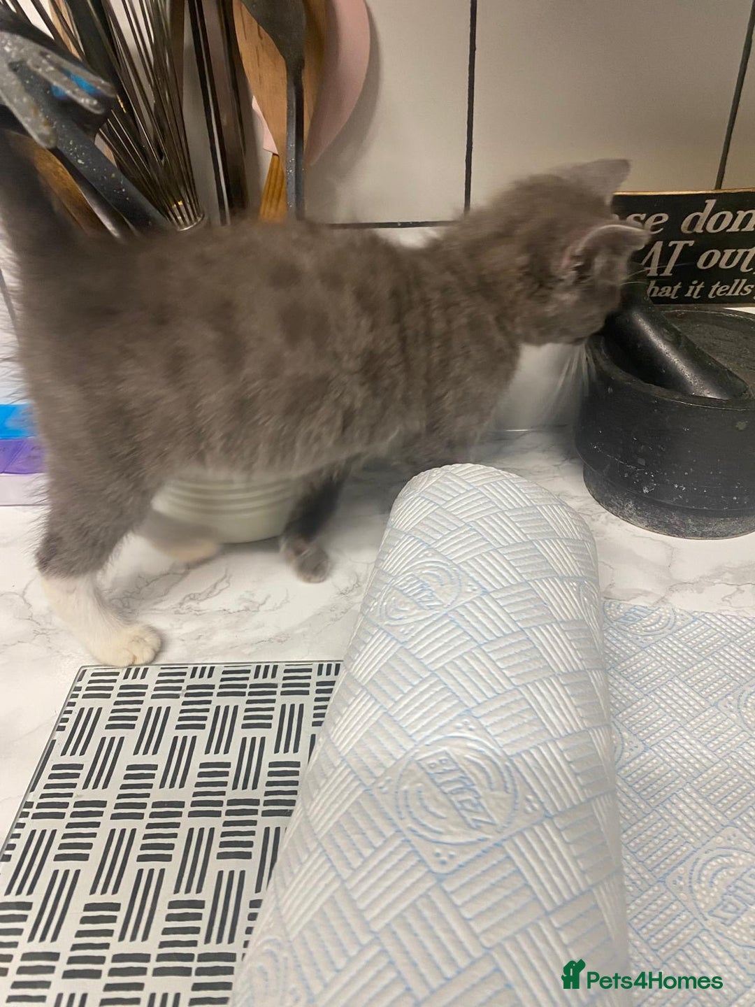 Domestic Shorthair cats for sale: Beautiful grey kittens - Image 9