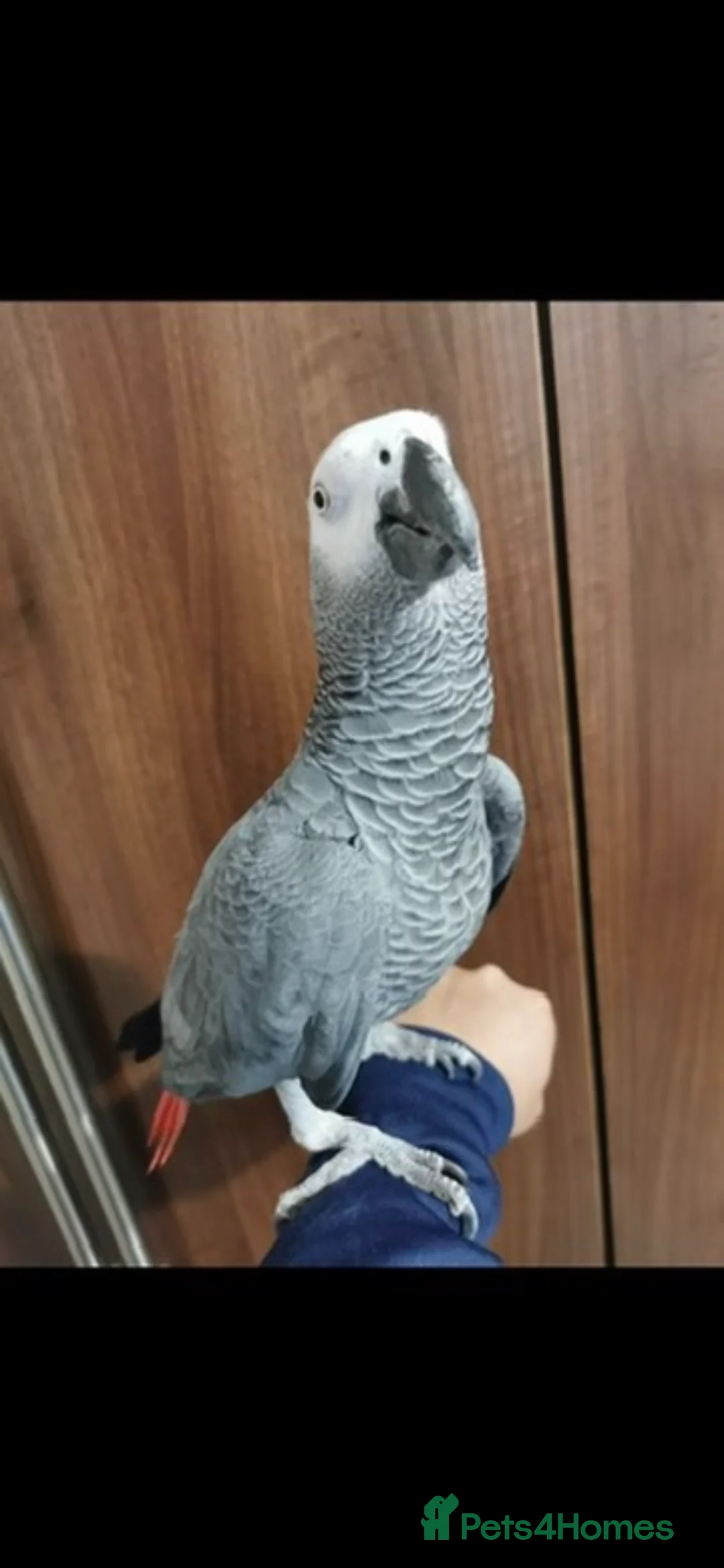 Parrots birds for sale: Tame African grey parrot set up - Advert 2