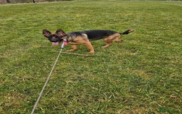 German Shepherd dogs for sale: German shepherd bitch - Image 5