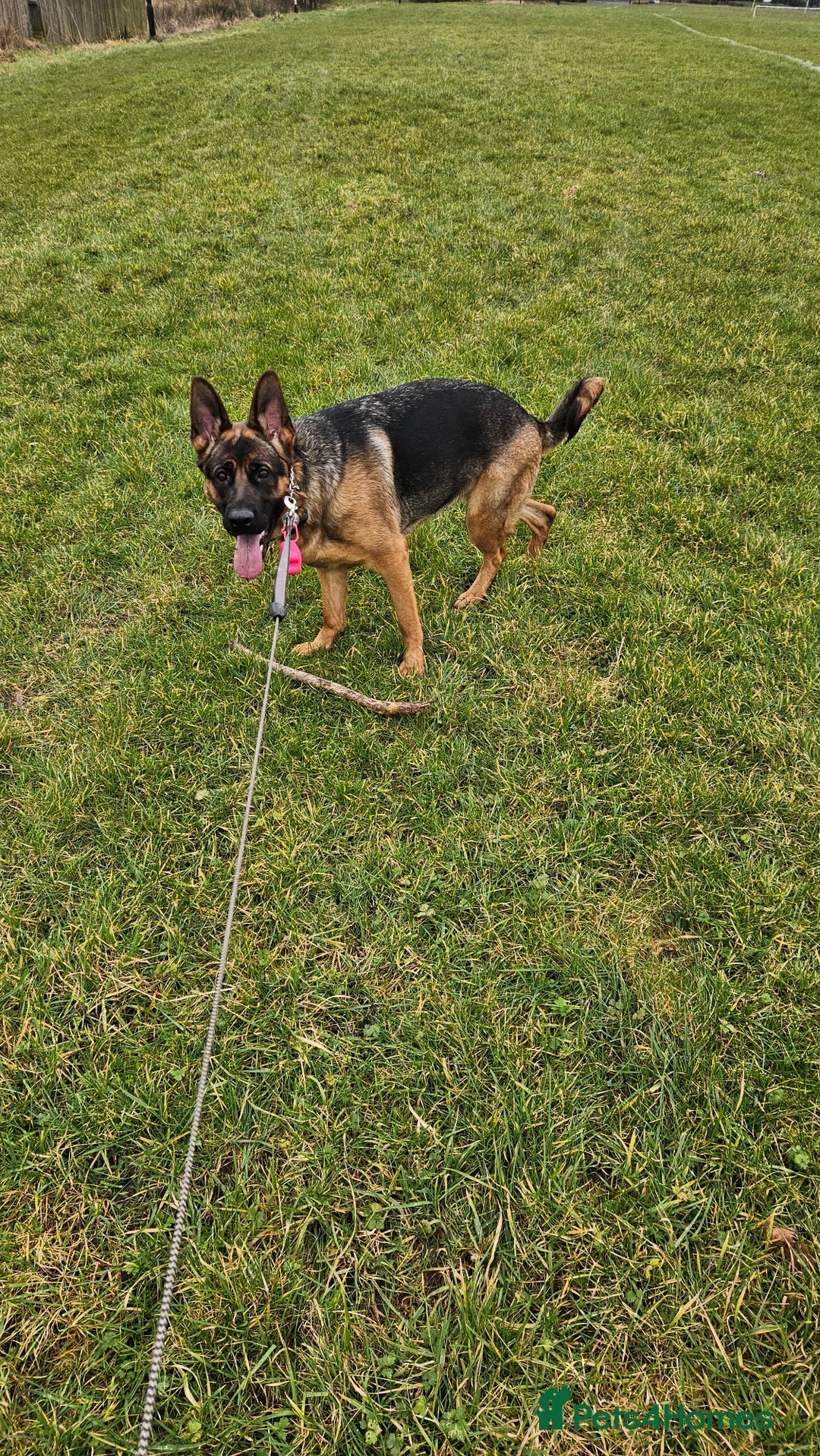 German Shepherd dogs for sale: German shepherd bitch - Image 5