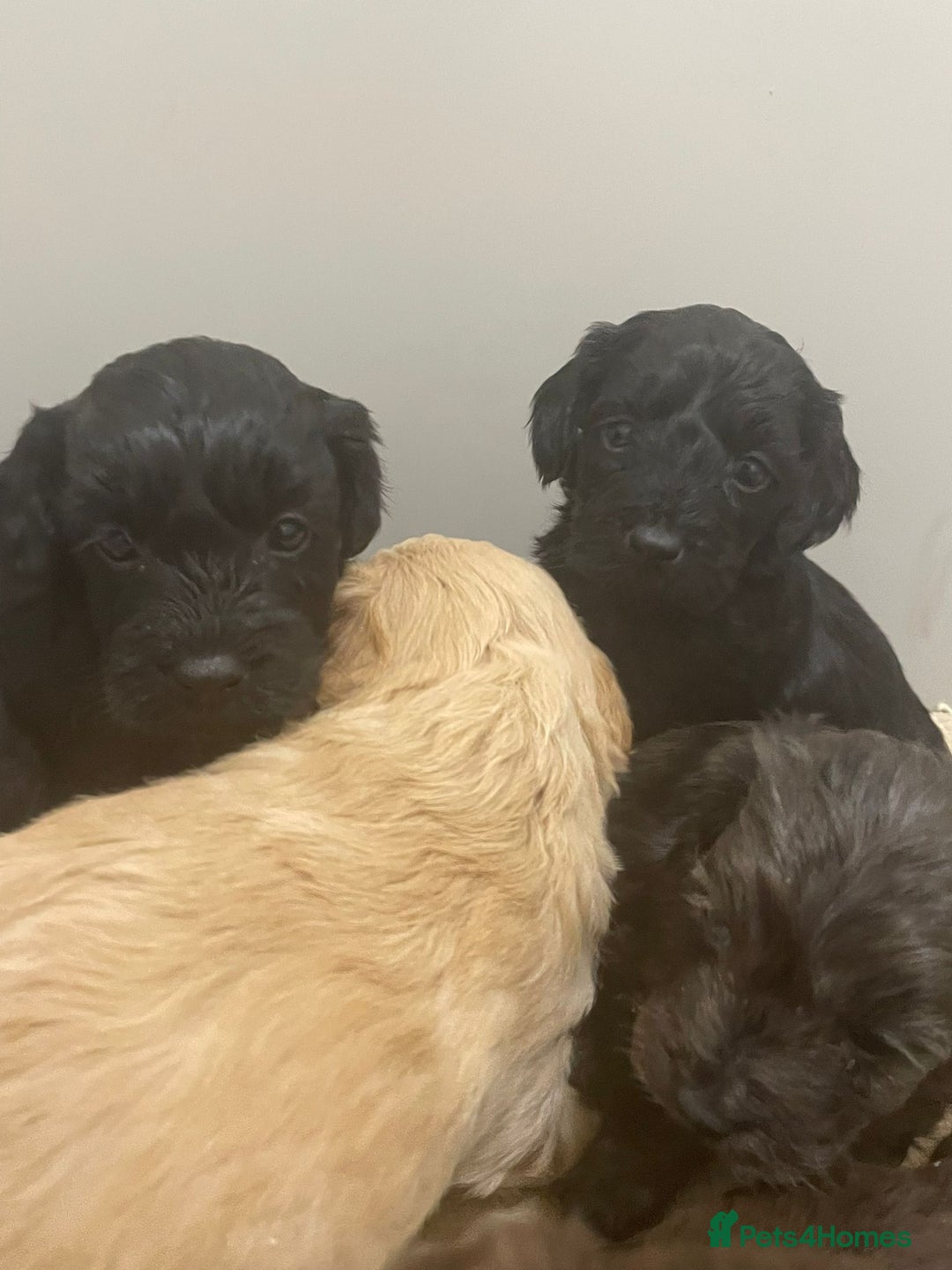 Cockapoo dogs for sale: F1 cockapoo p,a,r tested clear - Advert 11