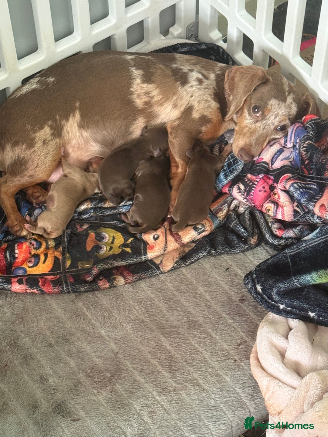 Miniature Dachshund dogs for sale: Miniture dauchshand puppies  - Image 2