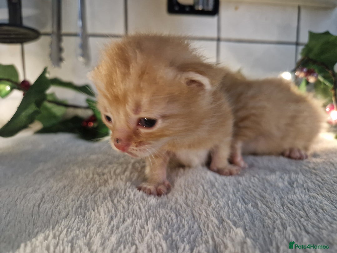 Mixed Breed cats for sale: 1 beautiful ginger&white kitten - Advert 25