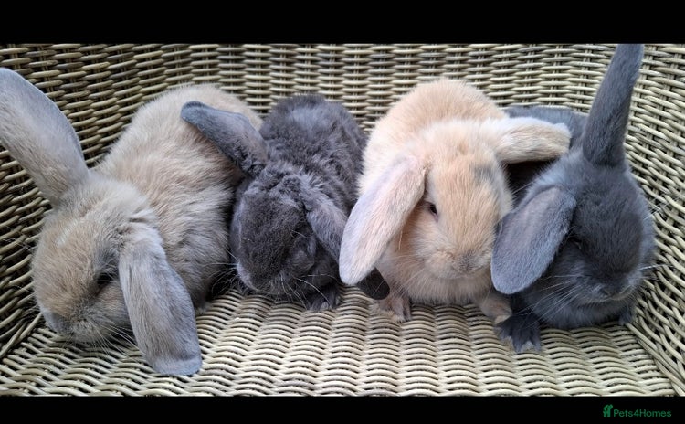 Mini Lop rabbits - Advert 10