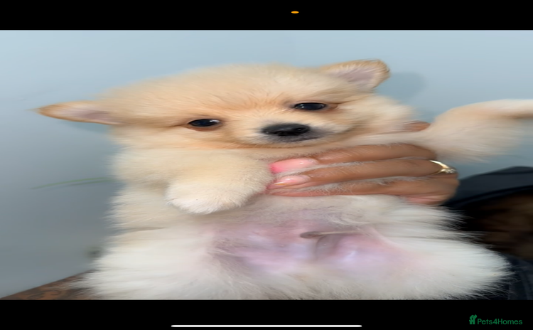 Pomeranian dogs - Advert 1