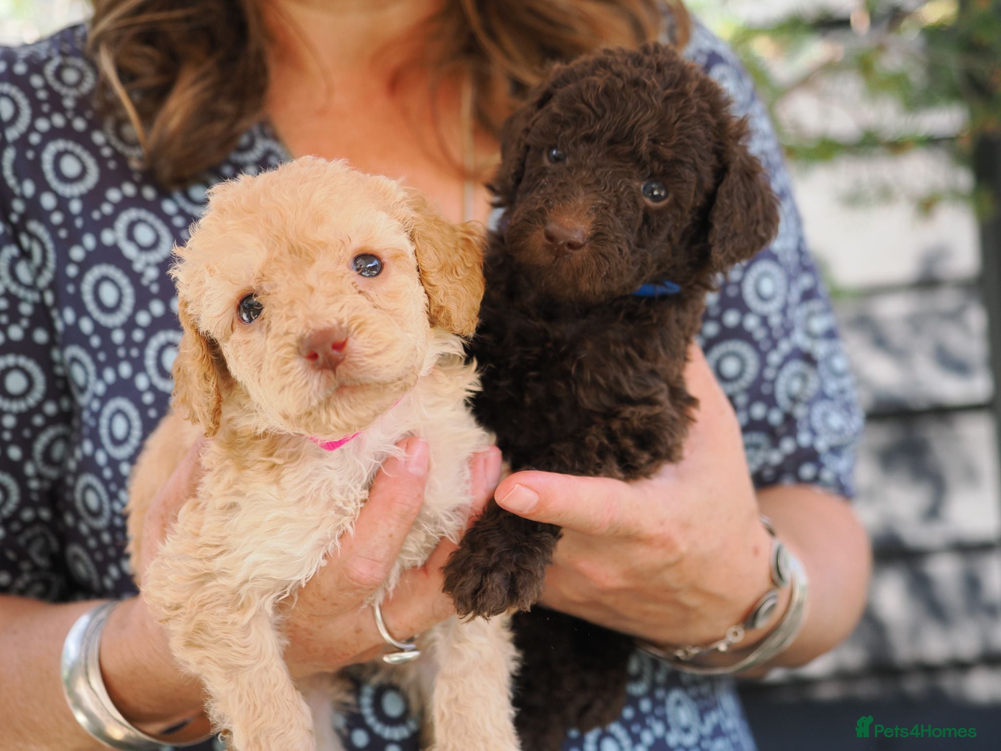 Labradoodle dogs Labradoodles Miniature/Midi Puppies Multi Gen  - Advert 1