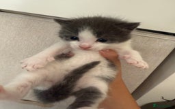 Mixed Breed cats for sale: UPDATED PHOTOS *4 beautiful kittens for sale  - Image 8