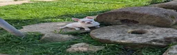 Chihuahua dogs for sale: Superb Longhaired pedigree toy chihuahuas - Advert 19