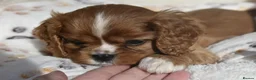 Cavalier King Charles Spaniel dogs for sale: FULLY HEALTH TESTED KC CAVALIERS PUPPIES - Advert 15