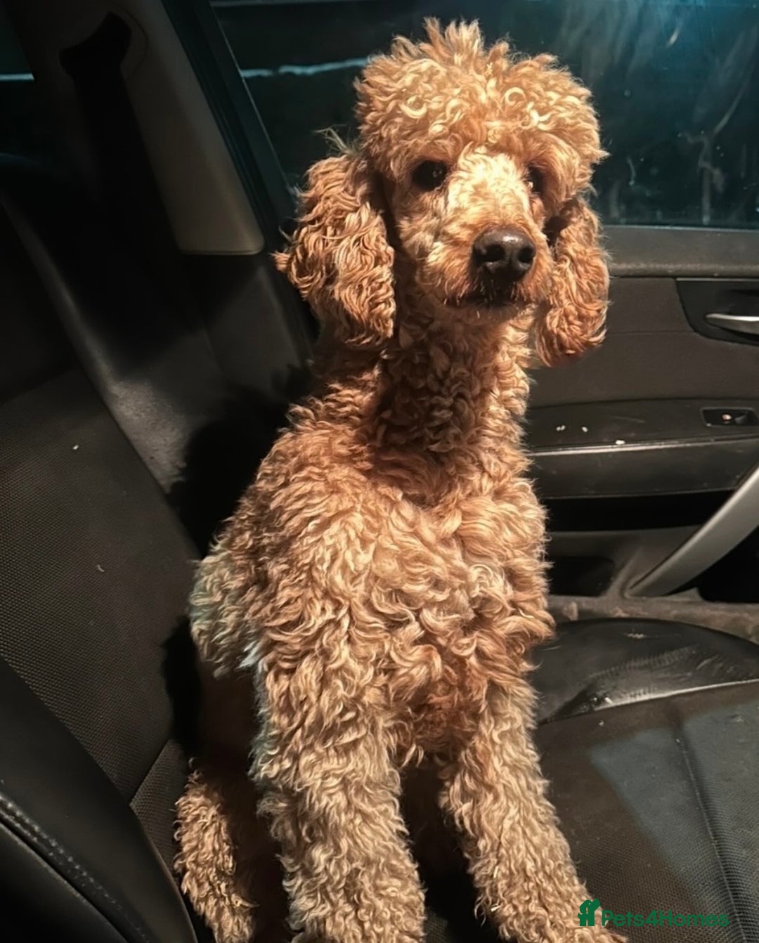 Cavapoo dogs for sale: Fully health tested Cavapoos’s  - Advert 8