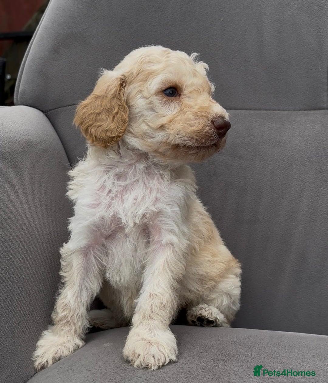 Cockapoo dogs for sale: stunning cockapoo puppies  - Image 14