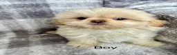 Shih Tzu dogs for sale: Tiny imperial Shih Tzu puppies  - Advert 3