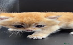 British Shorthair cats for sale: GCCF BSH GOLDEN BLACK TIPPED NY12 KITTENS - Image 6