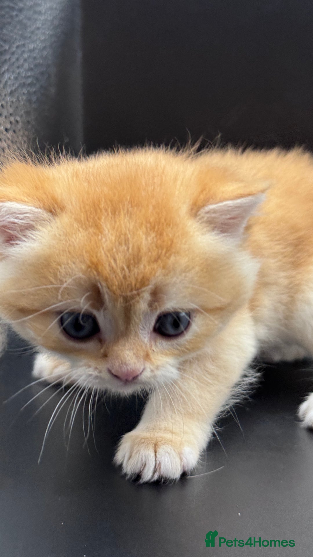 British Shorthair cats for sale: GCCF BSH GOLDEN BLACK TIPPED NY12 KITTENS - Image 6